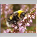 Bombus lucorum - Hellgelbe Erdhummel Drohne 01.jpg